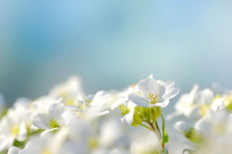 white-flowers-with-blue-backgrou-20220809102640